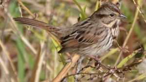 800px-Song_Sparrow_(8133659144)