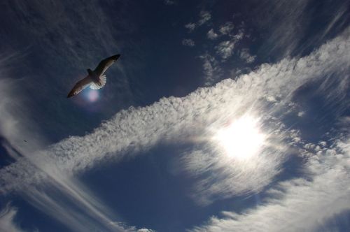 800px-Sky-Sun-Clouds-Bird-1483